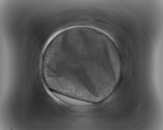 X0000083991527200703091834