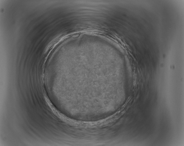 X0000083990002200703161635