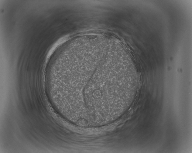 X0000083990006200703161634