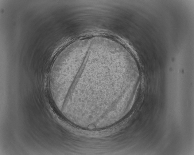 X0000083990010200703161634