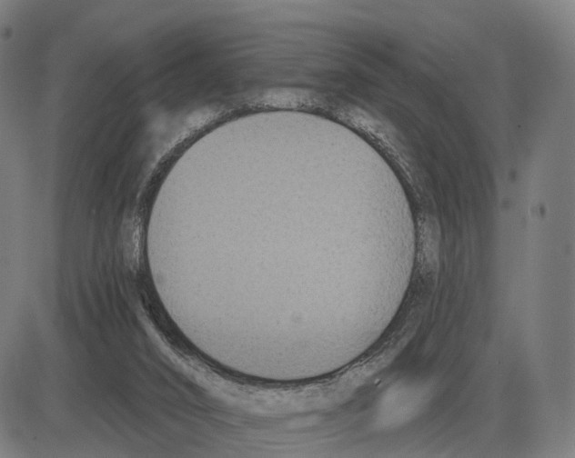 X0000083990016200703161634