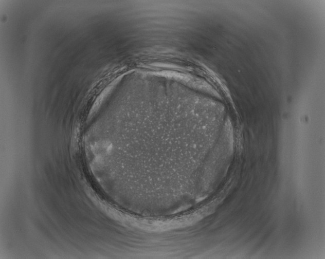 X0000083990018200703161634