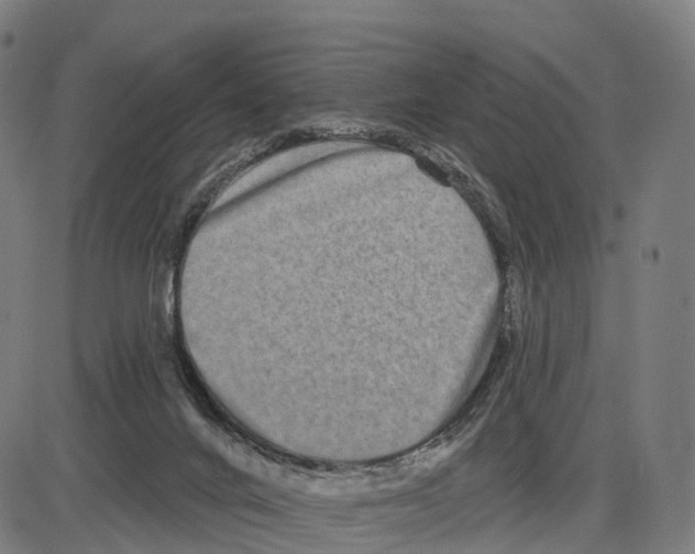 X0000083990024200703161634