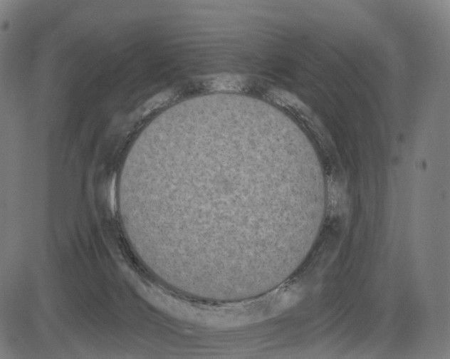 X0000083990028200703161634