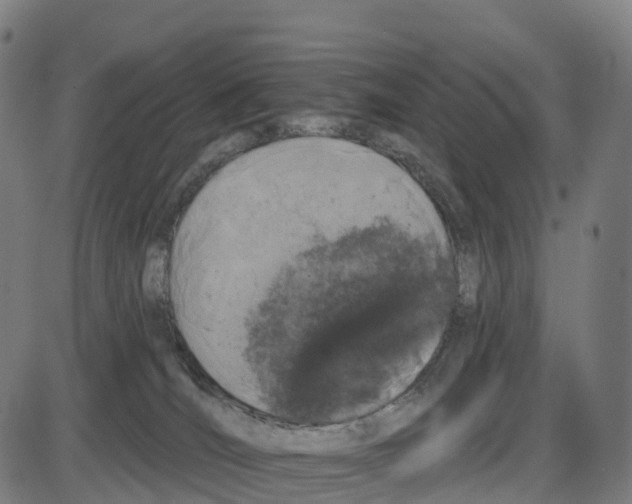 X0000083990036200703161634