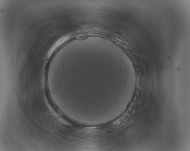 X0000083990054200703161633