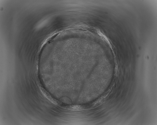 X0000083990059200703161633