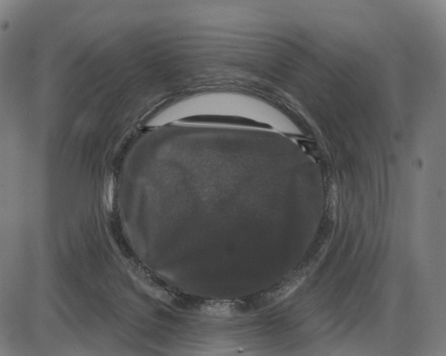 X0000083990076200703161633