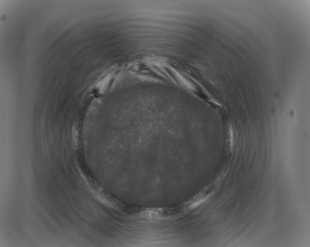 X0000083990080200703161633