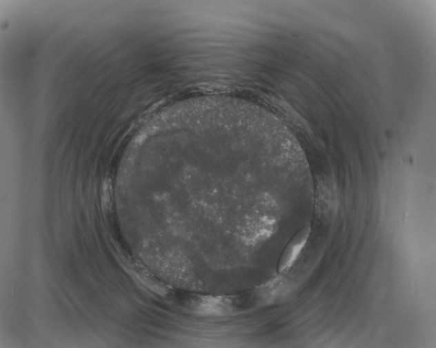 X0000083990130200703161632