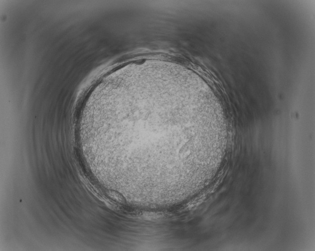 X0000083990149200703161631