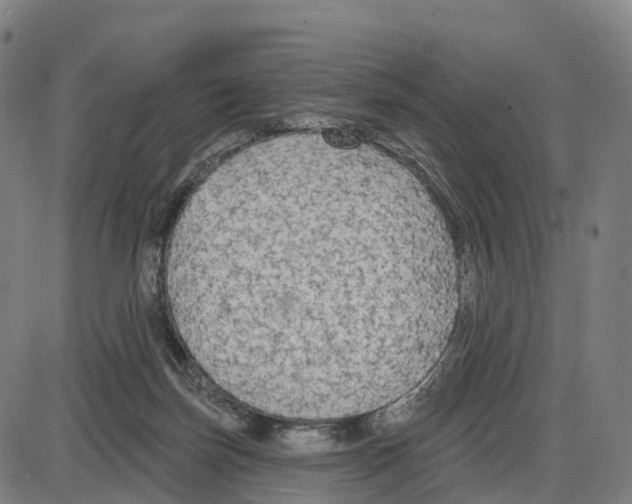 X0000083990171200703161632