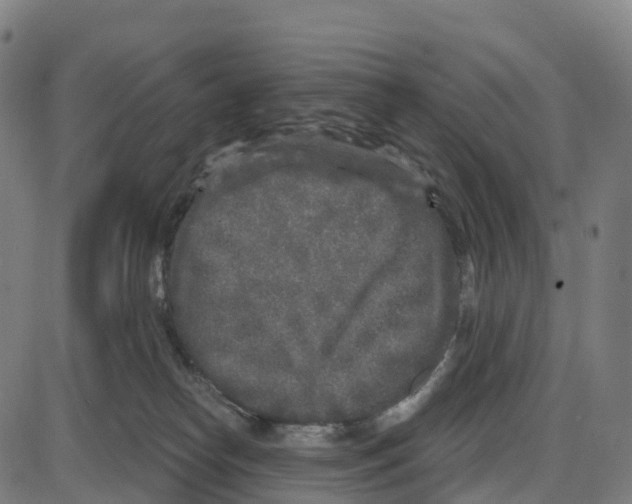 X0000083990182200703161632