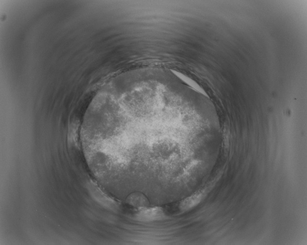 X0000083990185200703161632