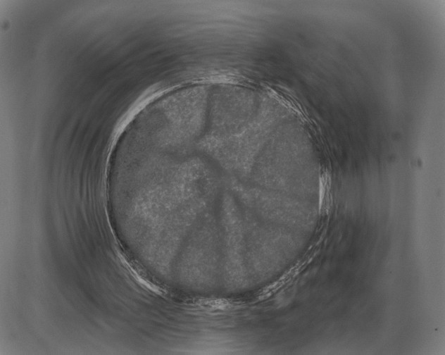 X0000083990195200703161631