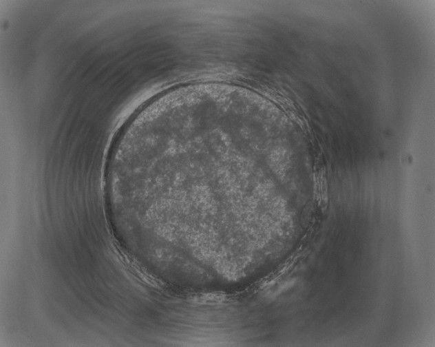 X0000083990196200703161631