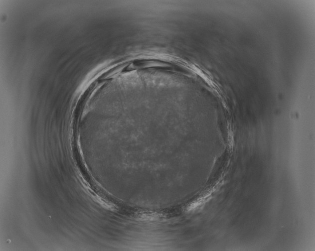 X0000083990199200703161631