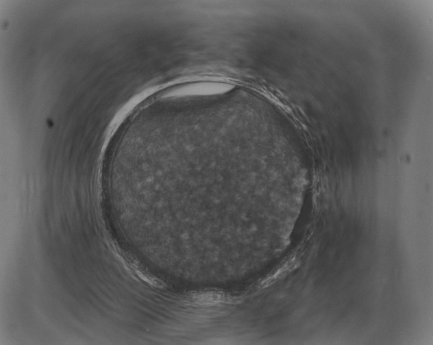 X0000083990200200703161631