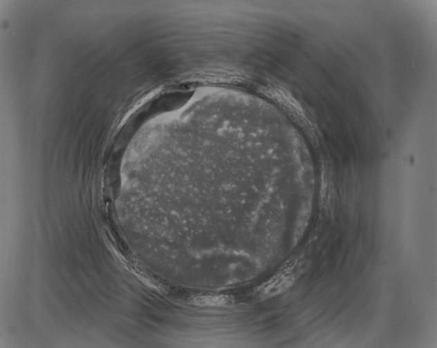 X0000083990202200703161631