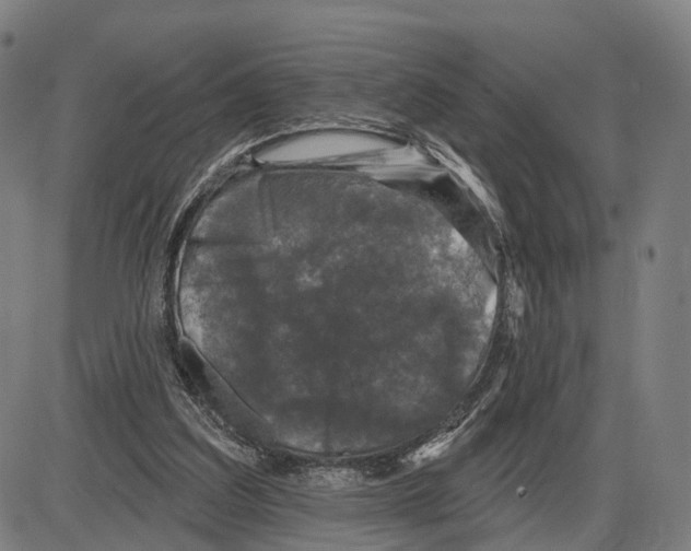 X0000083990203200703161631