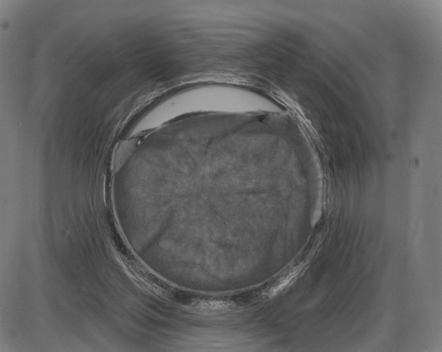 X0000083990205200703161631