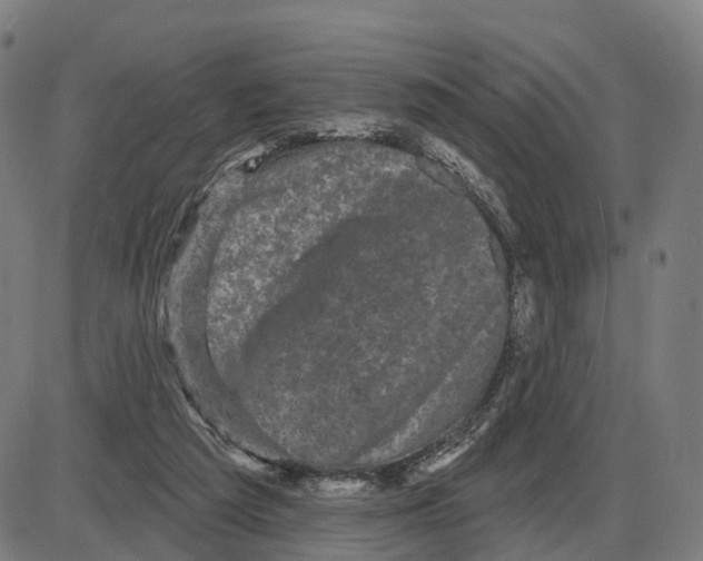 X0000083990209200703161631