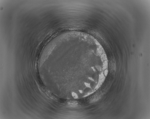 X0000083990214200703161631