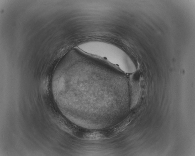 X0000083990219200703161631