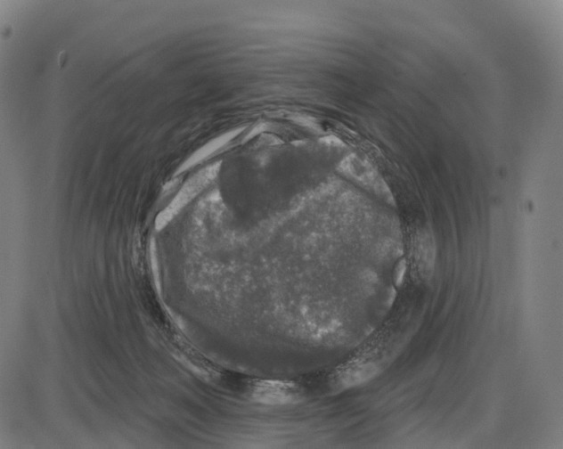 X0000083990222200703161631