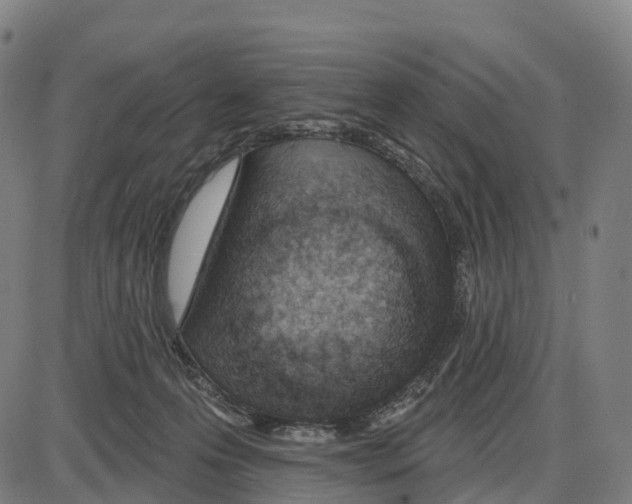 X0000083990223200703161631