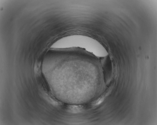 X0000083990239200703161631