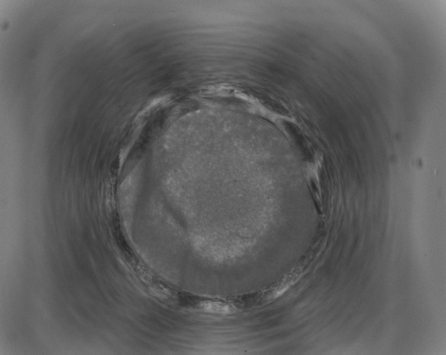 X0000083990272200703161630