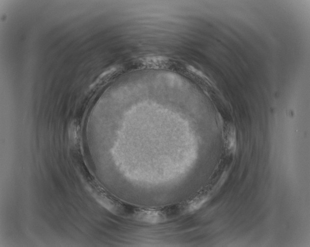 X0000083990276200703161630