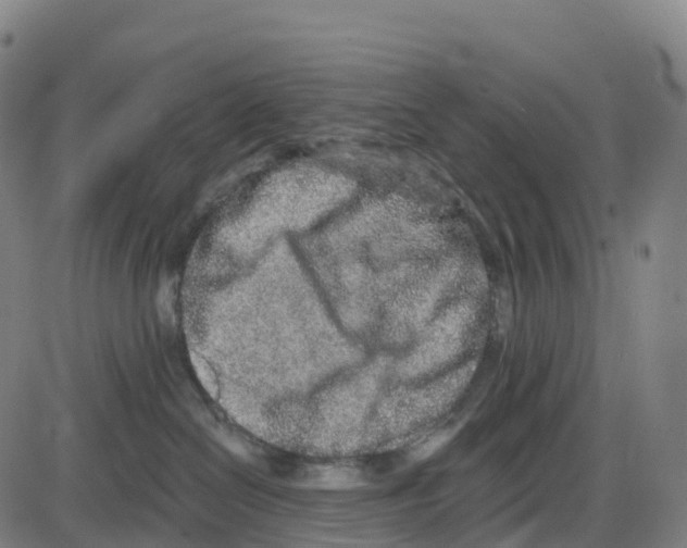 X0000083990286200703161631