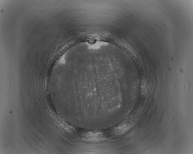 X0000083990314200703161629