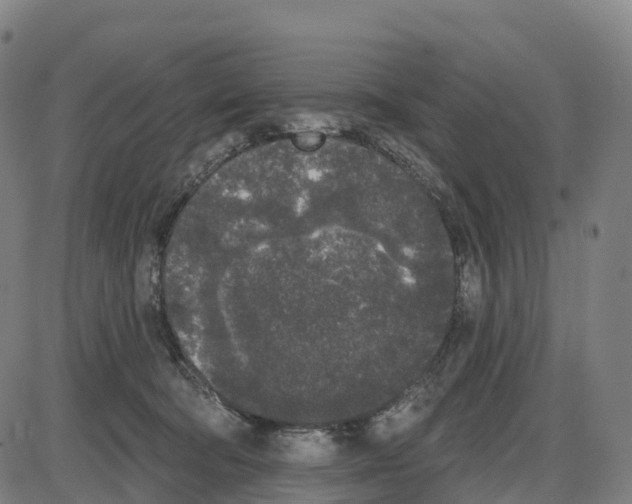 X0000083990322200703161629