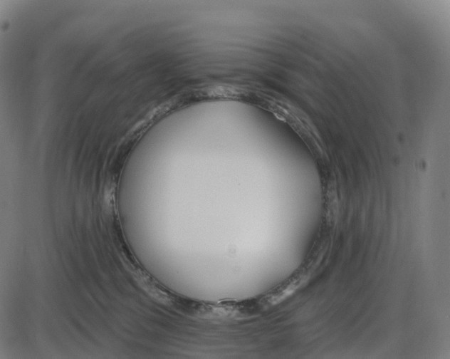 X0000083990329200703161629