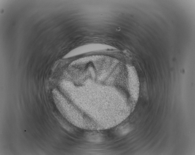 X0000083990331200703161629