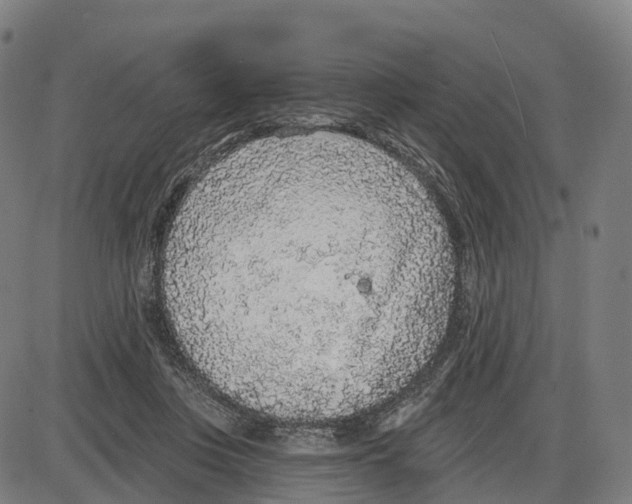 X0000083990359200703161629