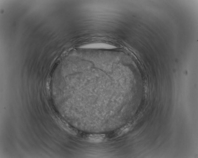 X0000083990373200703161629