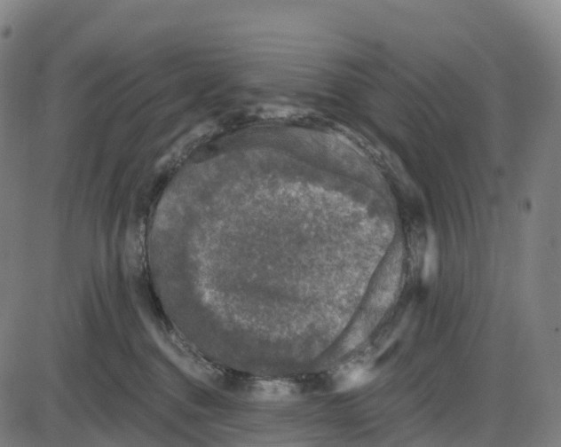 X0000083990376200703161629