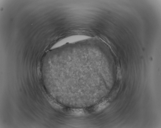 X0000083990377200703161629