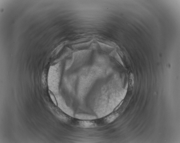 X0000083990380200703161629