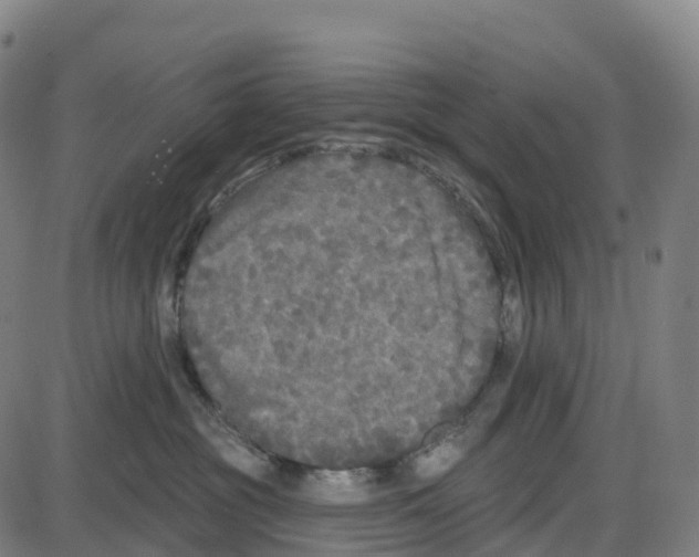 X0000083990381200703161629