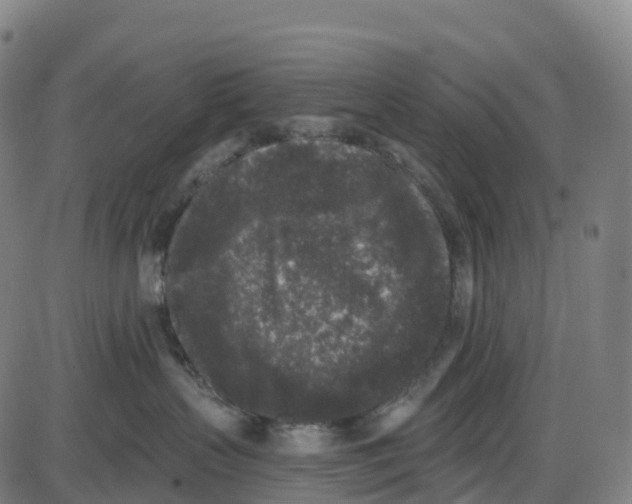 X0000083990383200703161629