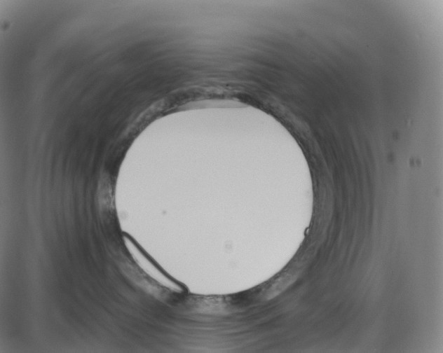 X0000083990384200703161629