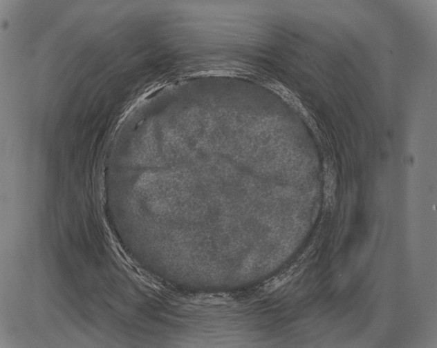 X0000083990386200703161628