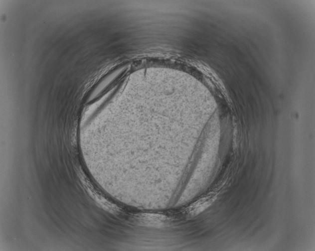 X0000083990393200703161628