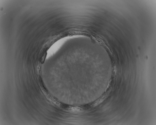 X0000083990423200703161628