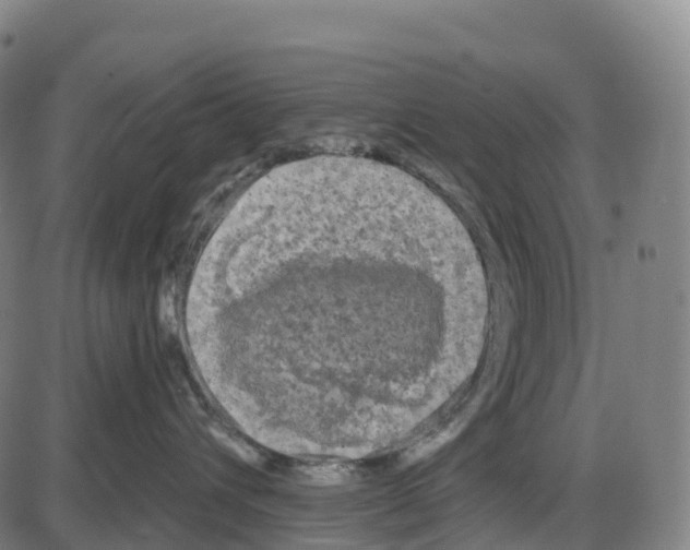 X0000083990432200703161627